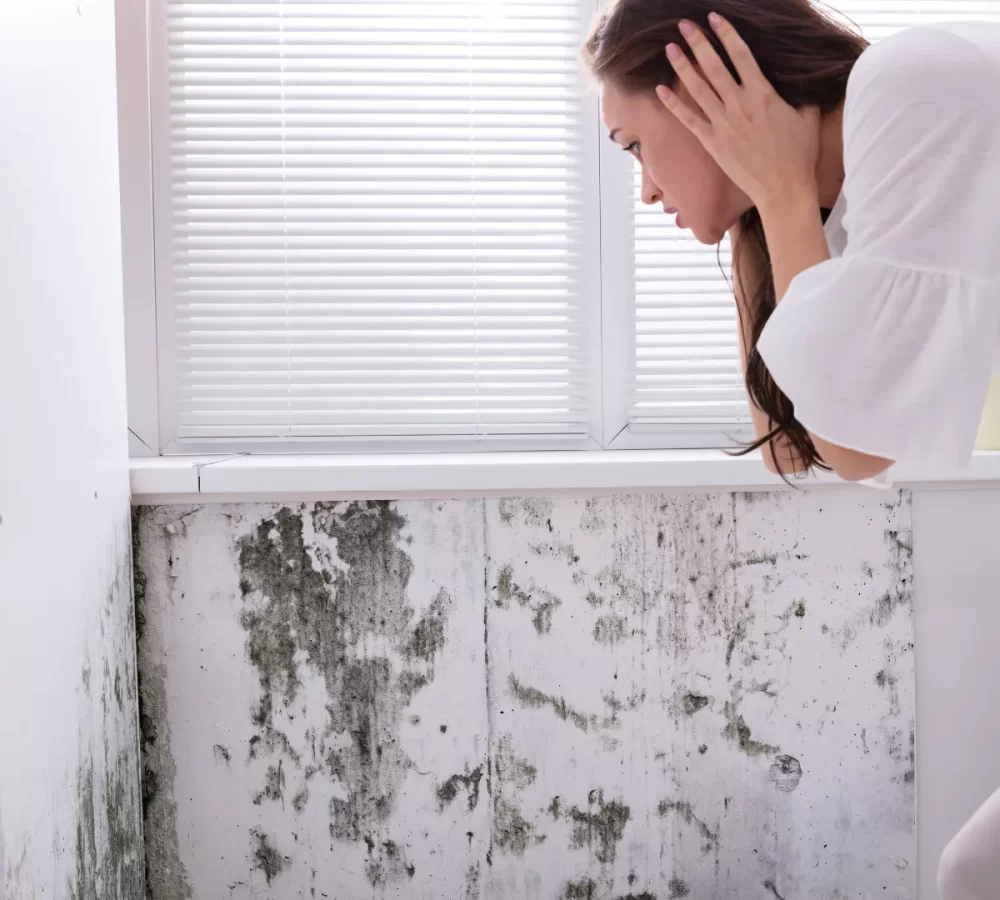 Mold Remediation Draper Ut