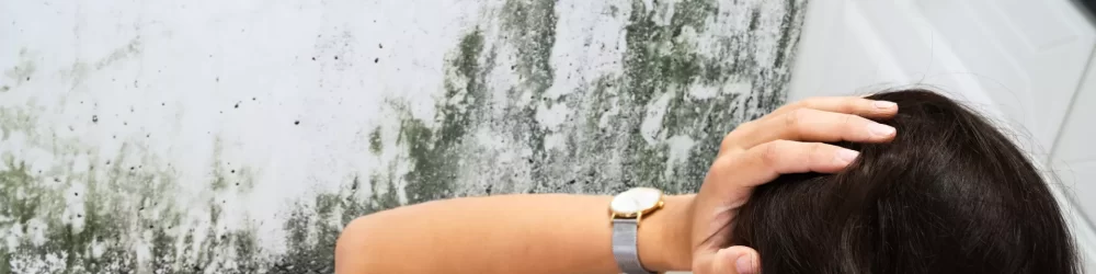 Mold Remediation Draper